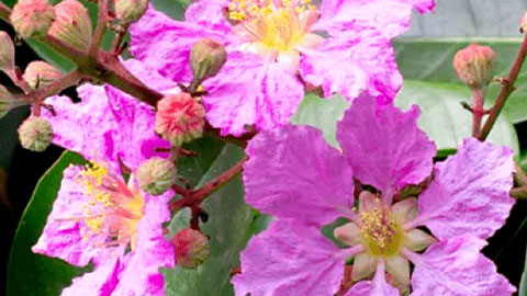 LeanBliss Ingredient Banaba Leaf LeanBliss Ingredient Banaba Leaf
