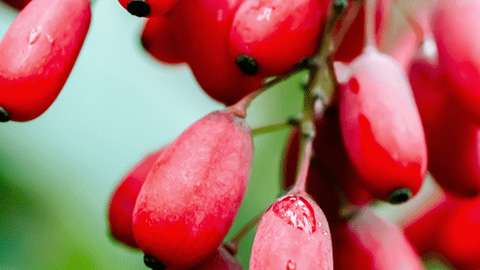 LeanBliss Ingredient Berberine LeanBliss Ingredient Berberine