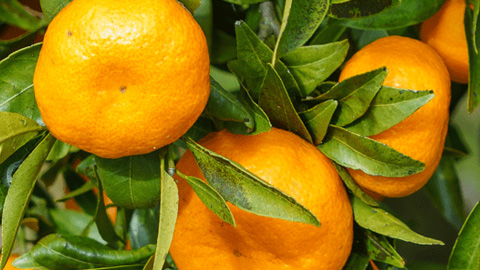 LeanBliss Ingredient citrus Sinensis LeanBliss Ingredient citrus Sinensis