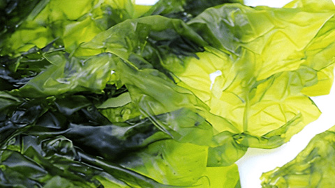 LeanBliss Ingredient Laminaria Japonica Extract LeanBliss Ingredient Laminaria Japonica Extract