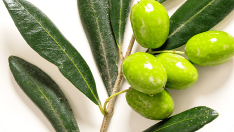 LeanBliss Olive Leaf Extract LeanBliss Olive Leaf Extract
